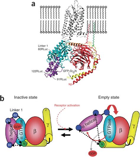 Structural model of G protein activation.(a) Schematic of complex in ...