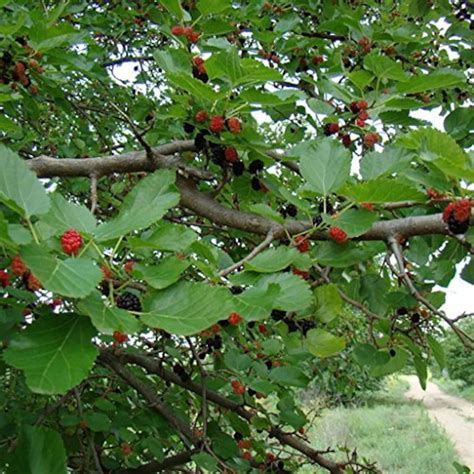 Black Mulberry Tree Seeds morus Nigra 20 Seeds in Frozen Seed Capsules™ for Seed Saving or ...