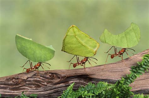 10 Fascinating Facts About Ants