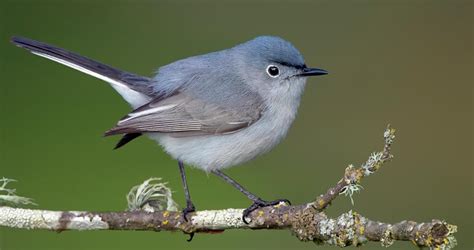 Similar Species to Blue-gray Gnatcatcher, All About Birds, Cornell Lab ...