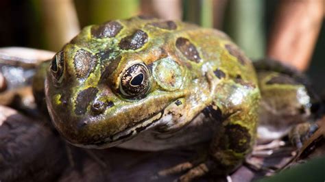 Endangered leopard frog tadpoles airlifted by Vancouver Aquarium ...