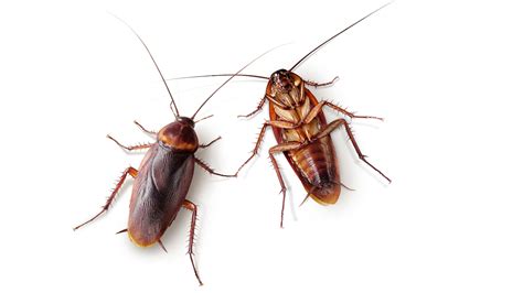 Are Cockroaches Dangerous? - Proctor Pest Control