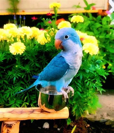 Blue Colored Talking Birds for Sale