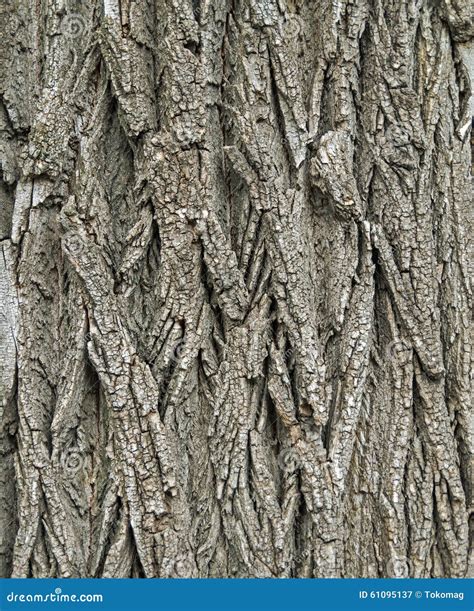 Bark acacia stock image. Image of acacia, details, robinia - 61095137