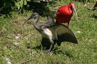 Scarlet Ibis | The Animal Facts