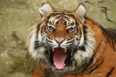 big, Cats, Tiger, Roar, Animals Wallpapers HD / Desktop and Mobile Backgrounds