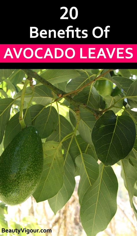 Benefits of Avocado Leaves | Avocado leaves, Avocado benefits, Coconut health benefits