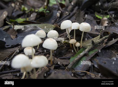 Amazon rainforest fungus hi-res stock photography and images - Alamy