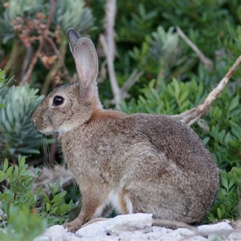 Terrestrial wildlife | Parc national des Calanques