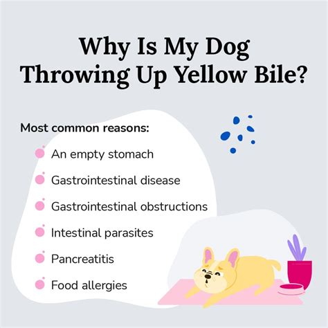 Why is My Dog Throwing Up Yellow Bile? 6 Common Reasons | BetterVet