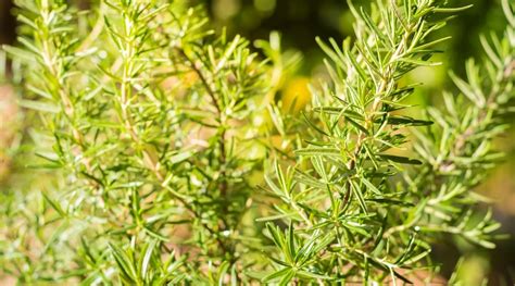 How to Propagate Rosemary From Cuttings in 9 Easy Steps