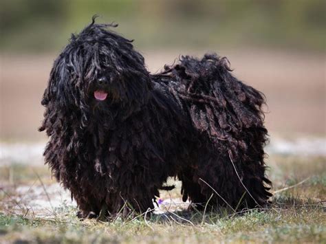 20 Shaggy Dog Breeds With Some Seriously Big Hair | Always Pets