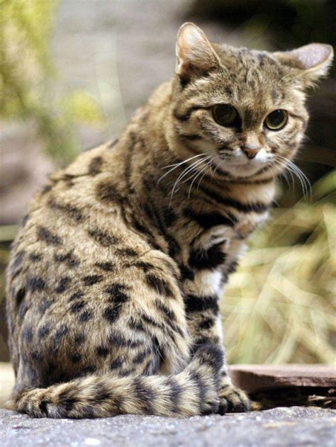 Top 8 Deadliest Cat Species