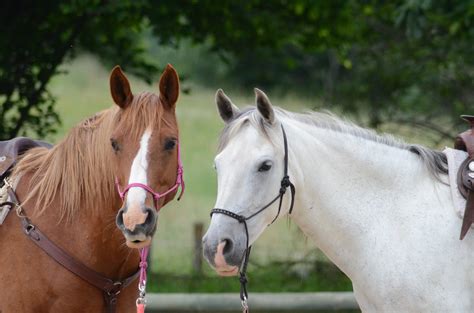 Bakgrundsbilder : hingst, manen, tygla, hästar, grå, märr, kastanj ...