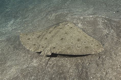 La Raie-papillon épineuse - L'Univers des Animaux marins