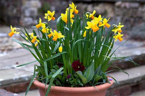 Daffodil Pot Display - BBC Gardeners World Magazine