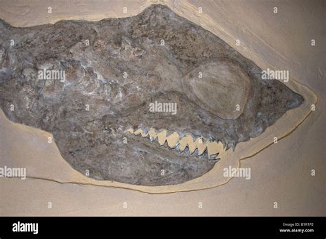 Fossil Shark, Cretoxyrhina mantelli, largest shark of the late Cretaceous period Stock Photo - Alamy