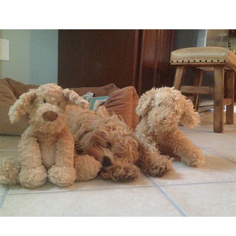 Cockapoo puppy with stuffed animals Charlie the Cockapoo | Cockapoo ...