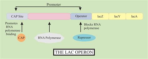 Lac Operon Diagram