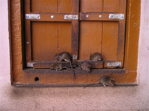 Easy DIY Rat Repellent Tips For The Clever Homeowner