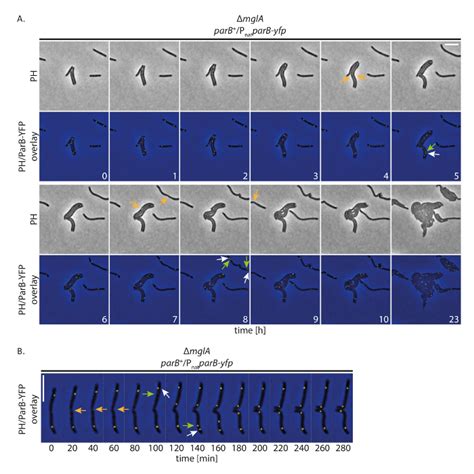 Fluorescence Live-cell Imaging of the Complete Vegetative Cell Cycle of ...