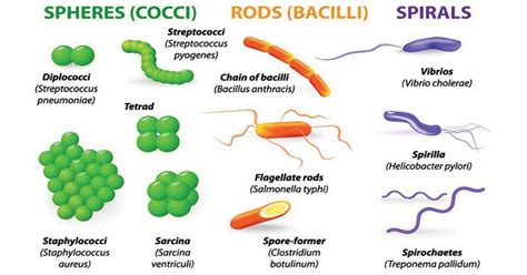 Bacteria Classification Shapes Of Bacteria Morphology Microbiology | Images and Photos finder