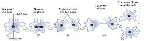 Describe asexual reproduction in Amoeba - CBSE Class 10 Science - Learn CBSE Forum