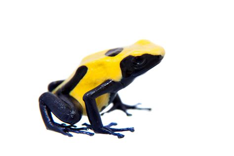 Frog - Dendrobates tinctorius 'Citronella' (froglet)-F-DTC