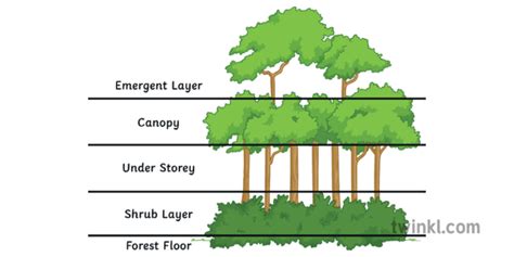 Geographic Location Of Tropical Rainforest / Tropical Climate Zones Always Hot But Differing By ...