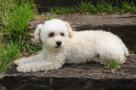 88+ Small White Poodle Like Dog - l2sanpiero