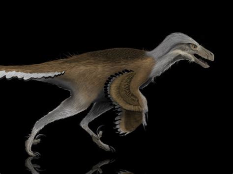 Dromaeosaurus – Fossil Crates