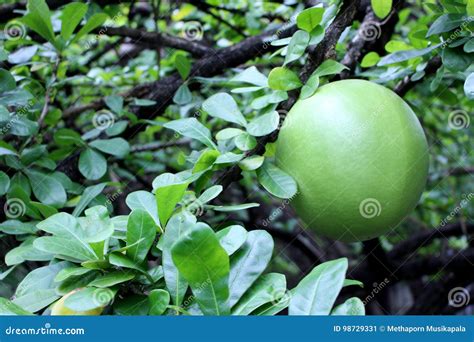 Calabash Fruit on Calabash Tree Stock Image - Image of growing, green ...