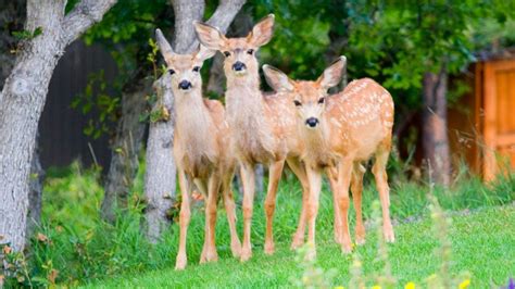 Best Deer Names | Cute and Funny - EXOtella