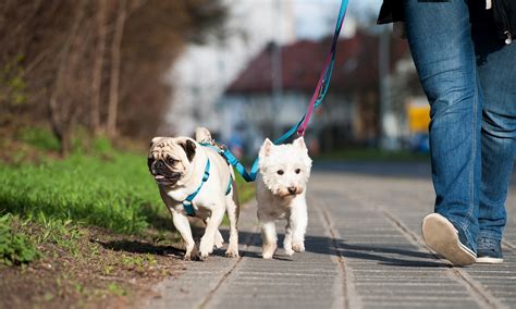 Dog Leash Training – Imperial Academy