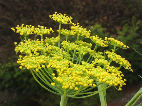 Fennel, wild or home-grown, makes a tasty harvest - SFChronicle.com