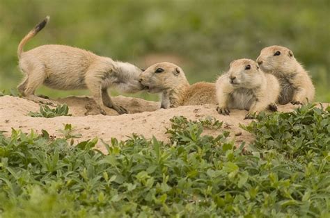 Northern Arizona prairie dog burrows dusted to combat plague | Williams-Grand Canyon News ...