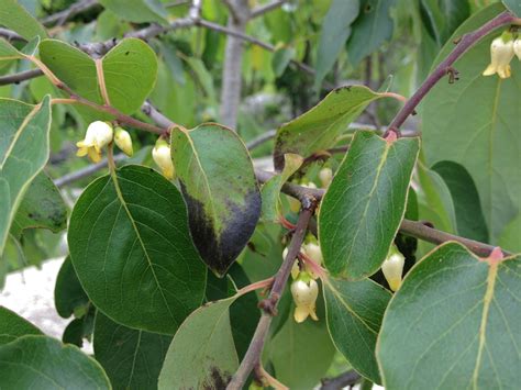 Diospyros virginiana (American Persimmon, Common Persimmon, Date Plum, Eastern Persimmon, Jove's ...