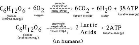 Anaerobic Respiration Equation