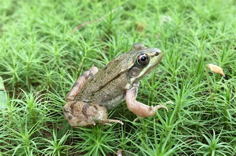 Green frog (Rana clamitans) – Seashore to Forest Floor