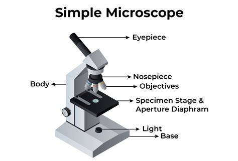 Difference Between Simple And Compound Microscope - GeeksforGeeks