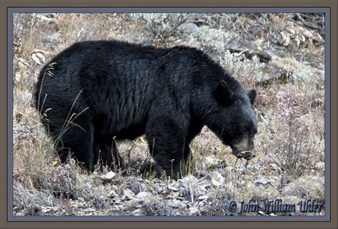 Black Bear Video in Yellowstone National Park ~ Yellowstone Up Close ...