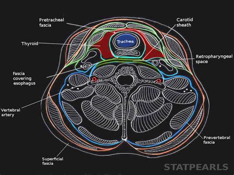 Anatomy, Head and Neck, Deep Cervical Neck Fascia | Treatment & Management | Point of Care