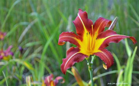 My Nature Photography: FLOWERS & GARDENS. (73 Photos). - CORRIDORS│An ...