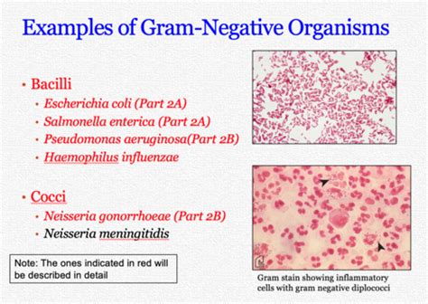 Neisseria Gram Stain