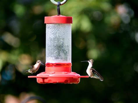 The Best Hummingbird Feeder You Can Choose for Your Garden - Garden and Happy