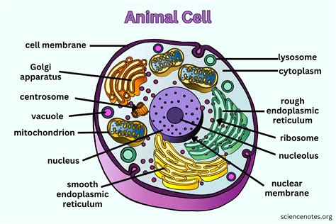 Where Is The Cytoskeleton Located In An Animal Cell