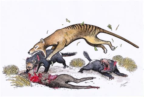 Tasmanian wolf attacking Tasmanian devils | Prehistoric animals, Extinct animals, Animal art