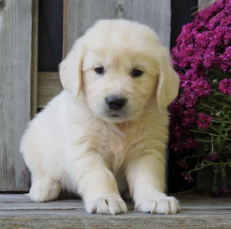 AKC Registered English Cream Golden Retriever For Sale Fredericksburg, – AC Puppies LLC