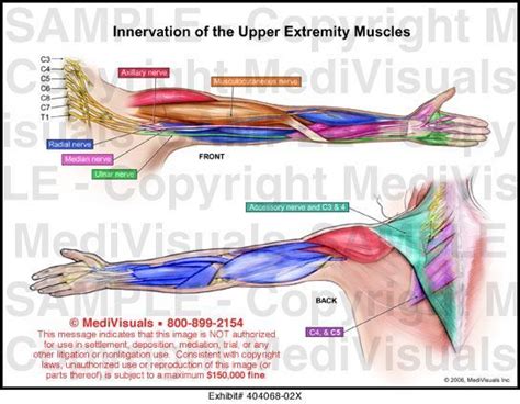 Brachial Plexus Innervation Color coated | Upper limb anatomy, Physical therapy school, Muscles ...