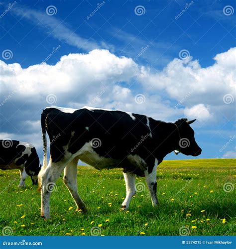 Cow landscape stock image. Image of blue, grass, farm - 5374215